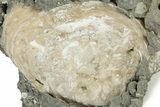 Fossil Clam (Mercenaria) - Ruck's Pit, FL #242886-1